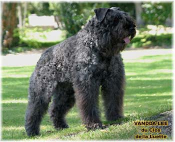 VANDDA LEE © Elevage de bouviers des flandres du Clos de la Luette specialisé pour le bouvier des flandres Copyrigth depose